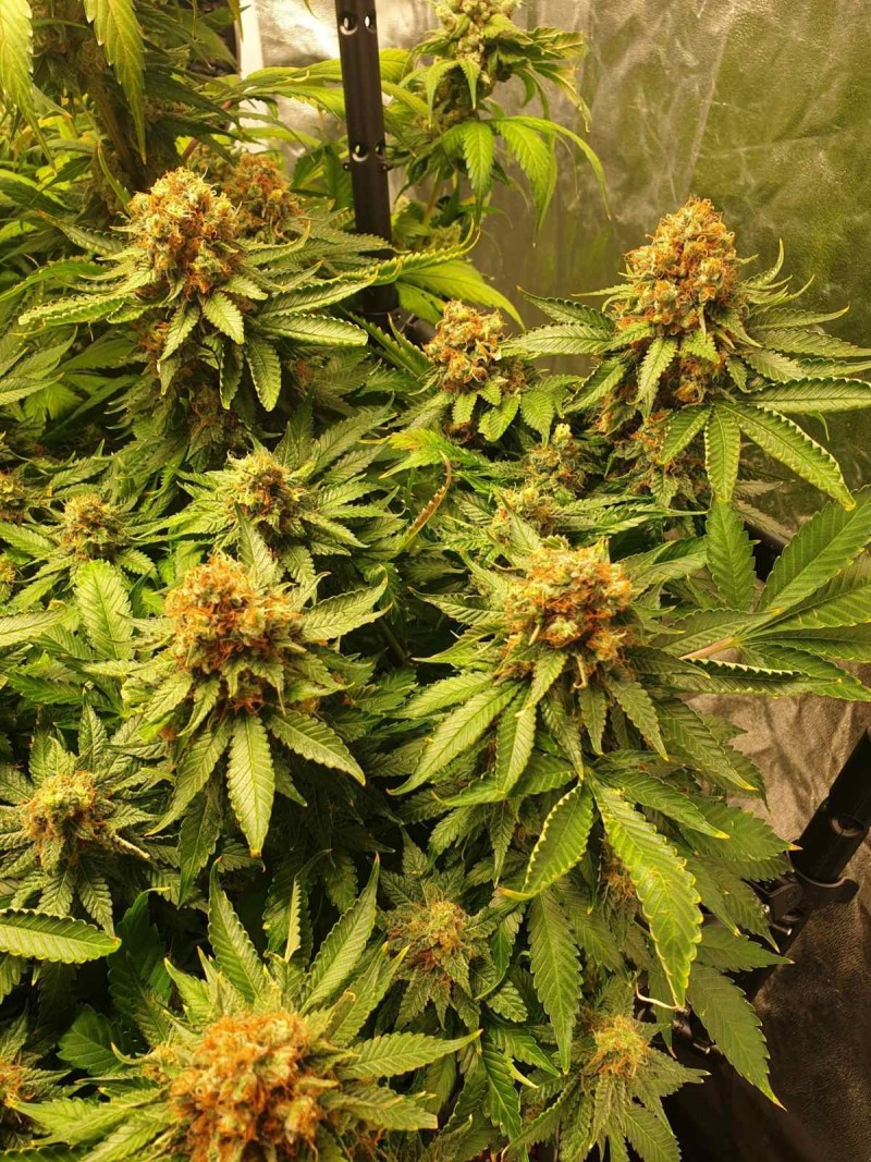 Sage week 8B