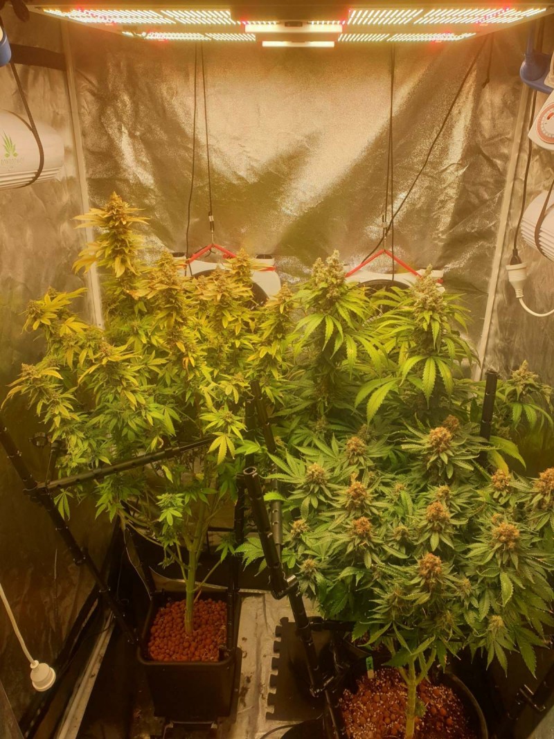 Th Seeds week 8