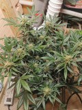 IMG_20201129_161908