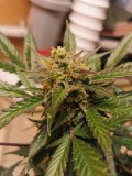 IMG_20201206_130552