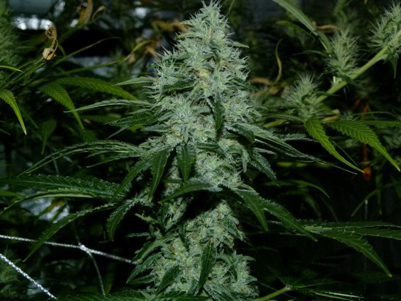 P1020111