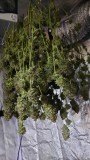 1st crop unknown strain
