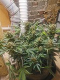 IMG_20201209_212528
