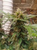 IMG_20201209_212155