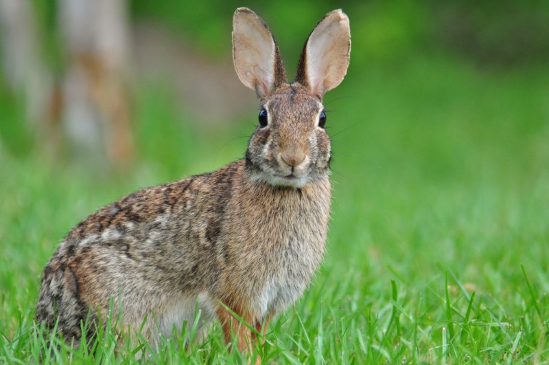 bunny