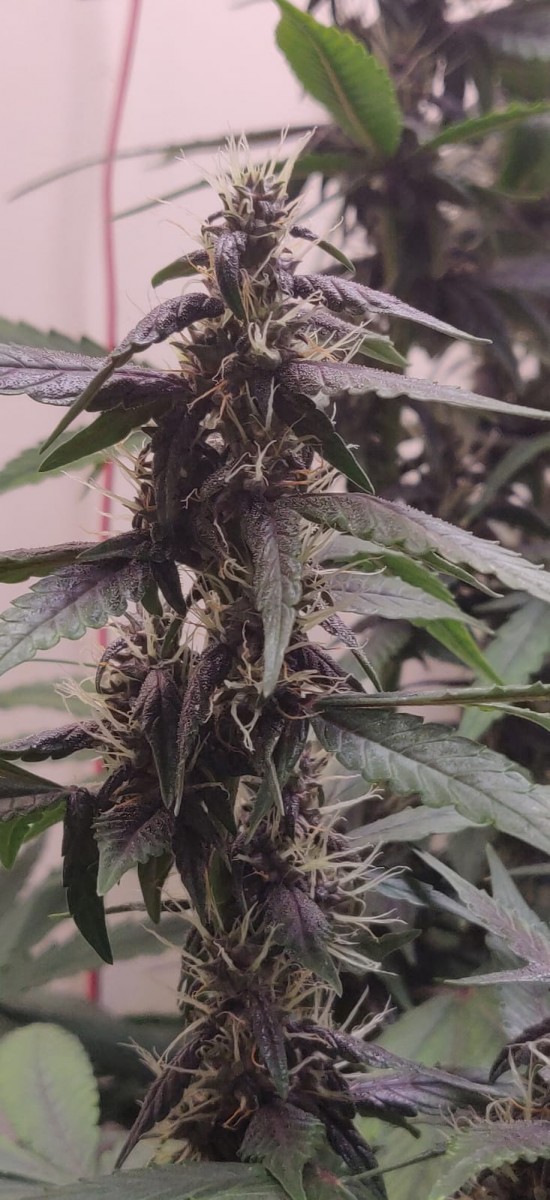 purplebud