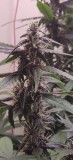 purplebud