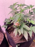 ChristmasTree