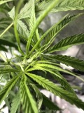 CBD9DE72-CDE7-4D9E-8743-DC3E178CFAAD