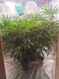 IMG_20201216_190556