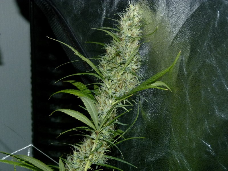 P1020180