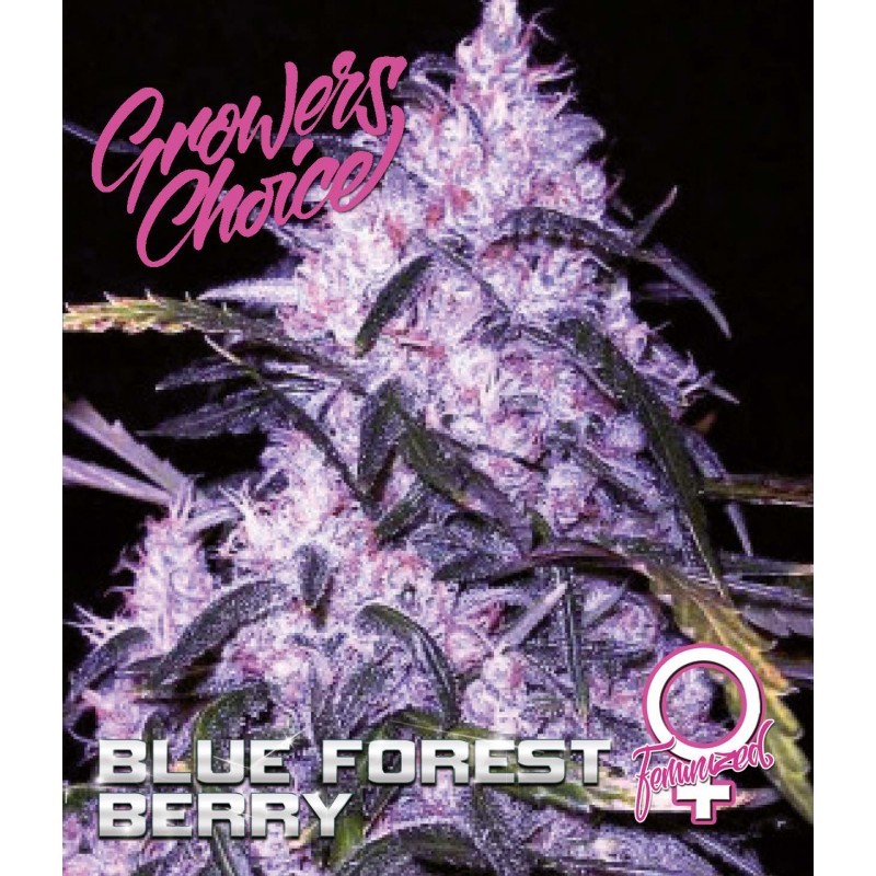 blue-forest-berry-feminized-5-pack