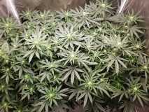 3 weeks flower