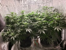 3 weeks flower 2