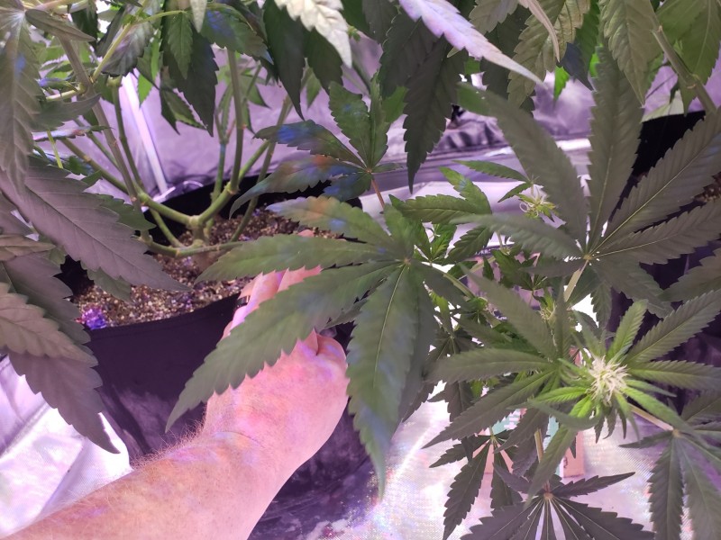 Week 3 flower lower