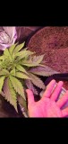 Screenshot_20201221-082846_Gallery