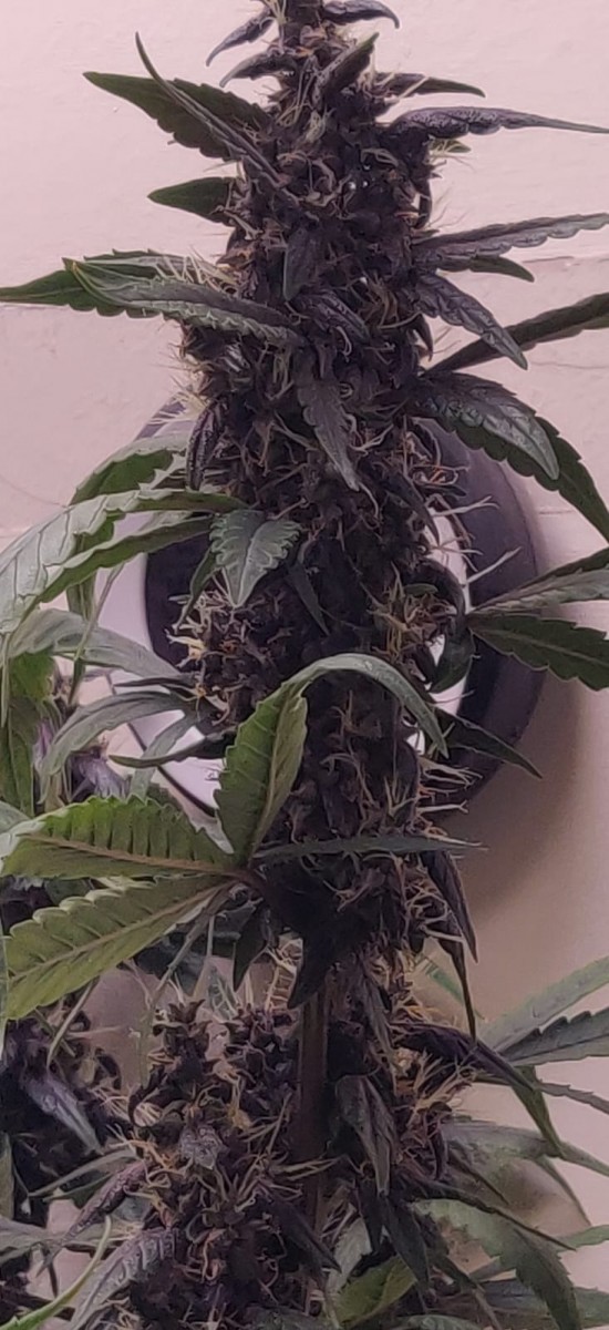 punchbud2