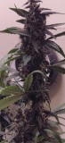 punchbud2