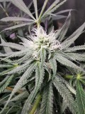IMG_20201228_171526