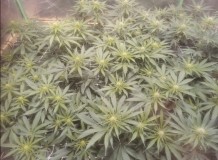 Screenshot_20201229_204855
