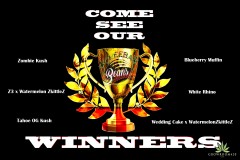 mn cheeba cup