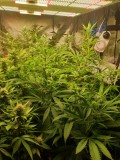 Hollyweed week 2