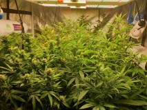 week 4