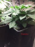tropical punch