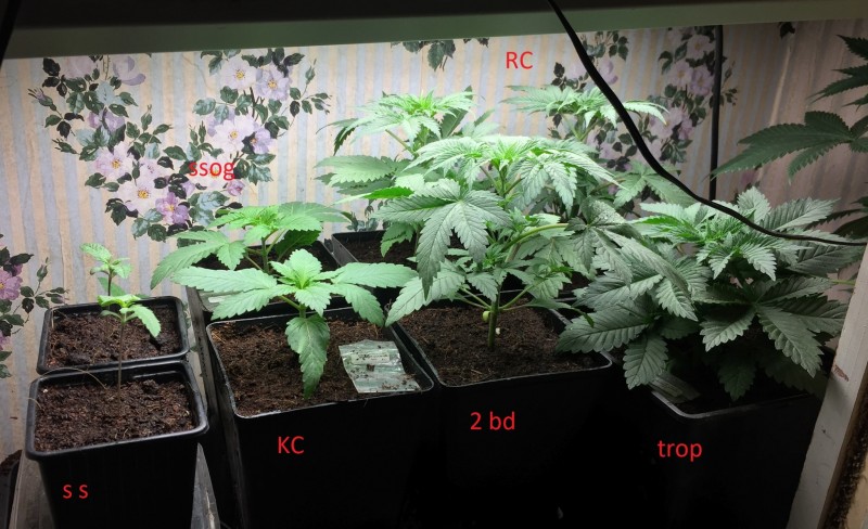 veg