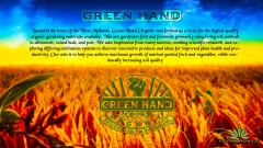mn gho corn field