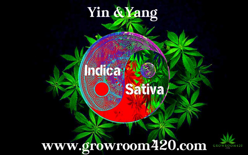 mn yin and yang