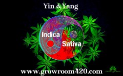 mn yin and yang