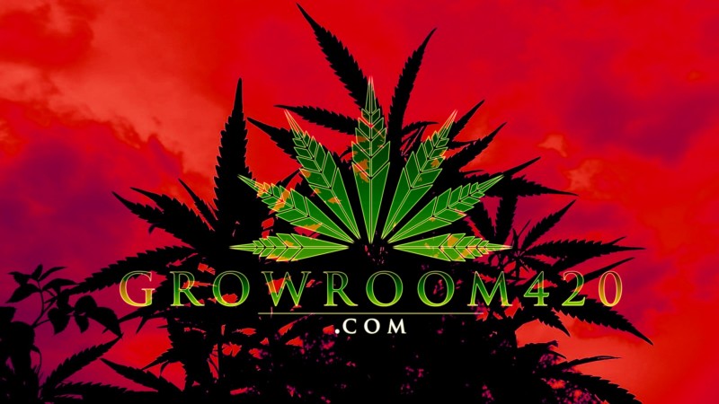 mn growroom red sky