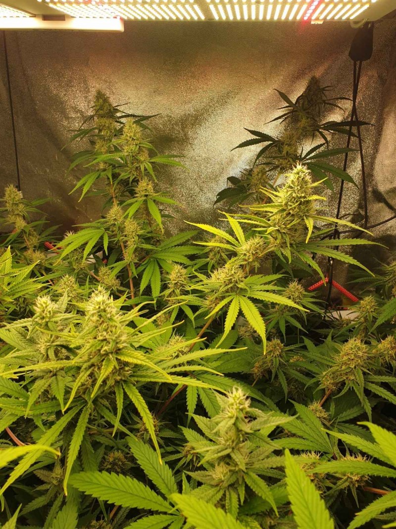 Apollo Week 5