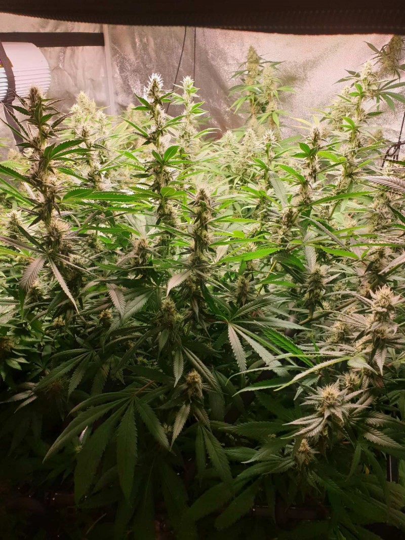 Hollyweed Week 4