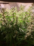 Hollyweed Week 4