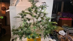 16107589896813146446828203402445