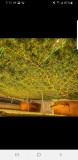 Screenshot_20210118-071142_Facebook