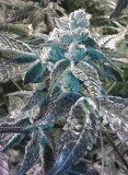 girl_scout_cookies1