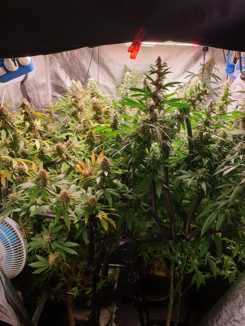 week 7