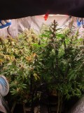 week 7