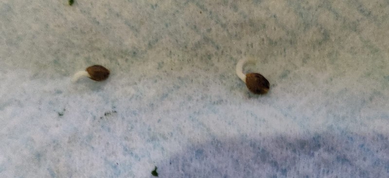 seeds