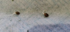 seeds
