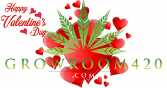 valentines polly pink gr420