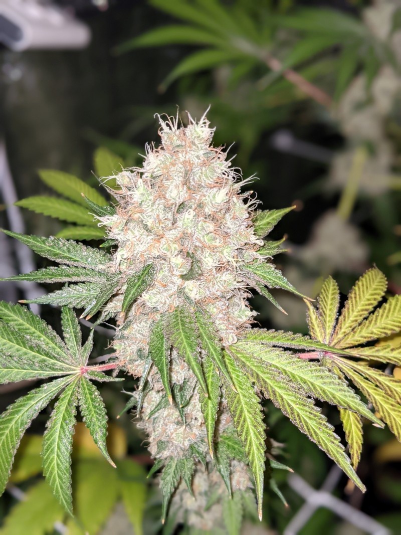 sour garlic cookies