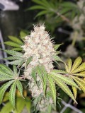 sour garlic cookies