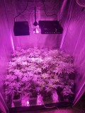 LED GrowRoom