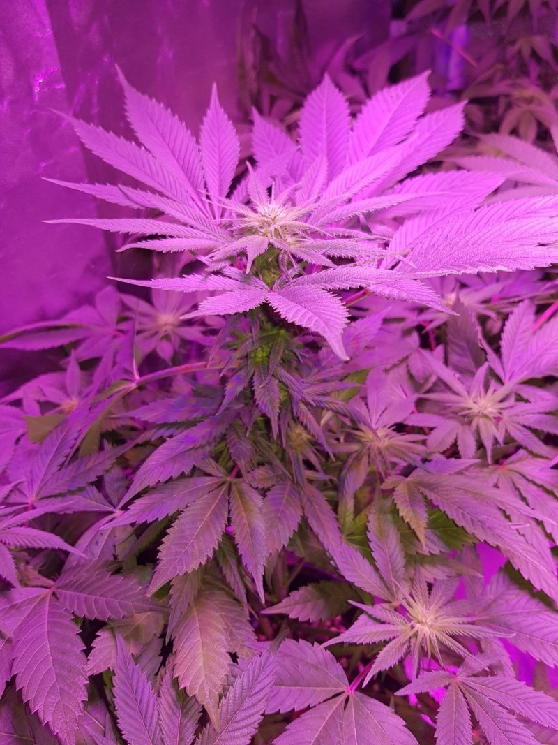 Cannabis Pre Flower Stage