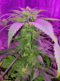 SPOETNIK#1 WEEK 6