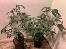 GBKveg1gal